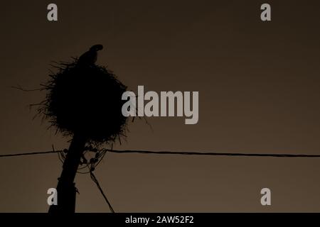 Silhouette d'un cigole dans le nid sur une ligne de puissance. Oiseau gracieux Banque D'Images