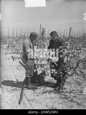 Recherche et pulvérisation de fruits Fijnaart Date : 6 mai 1953 lieu : Fijnaart mots clés : pulvérisation, ENQUÊTES Banque D'Images