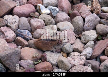 Camouflage. Une petite souris (Apodemus agrarius) parmi les pierres, difficile à voir sur leur fond. Banque D'Images