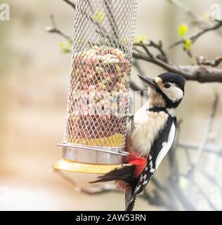 Un grand pic à pois (Royaume-Uni) sur un oiseau. Banque D'Images