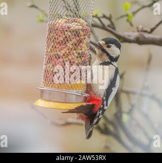 Un grand pic à pois (Royaume-Uni) sur un oiseau. Banque D'Images