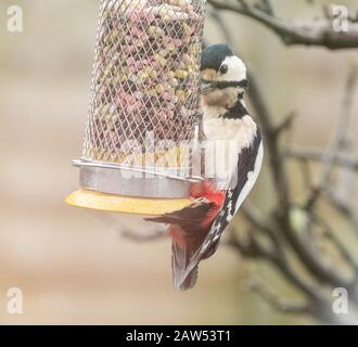 Un grand pic à pois (Royaume-Uni) sur un oiseau. Banque D'Images