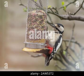 Un grand pic à pois (Royaume-Uni) sur un oiseau. Banque D'Images