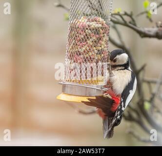 Un grand pic à pois (Royaume-Uni) sur un oiseau. Banque D'Images