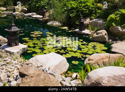 Étang à Nymphée rose, blanc rouge et jaune - lilas d'eau, pagodes bordées par les Petasites japonicus - plantes Butterbur à la fin du printemps dans le jardin zen Banque D'Images