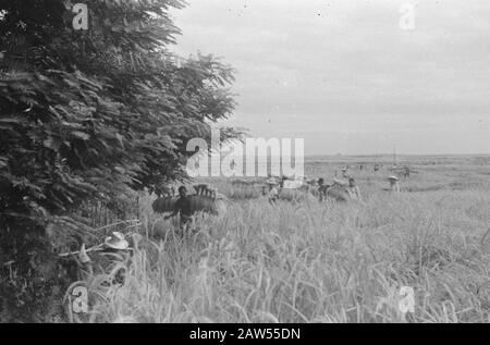 Pankelan à Krawang. Rapport à Pankelan. Outpost Isolé 1-4-8- Régiment D'Infanterie Krawang Date : 12 Mars 1948 Lieu : Indonésie, Krawang, Antilles Néerlandaises Banque D'Images