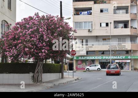 Fleurs roses fleuries devant les bâtiments de Larnaca Chypre Banque D'Images