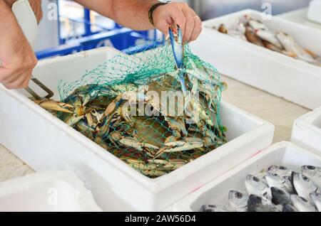 Marché de la nourriture en mer, crabes bleus fraîchement pêchés dans un sac en mesh prêt à la vente Banque D'Images