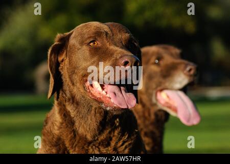 Chesapeake Bay Retriever Banque D'Images