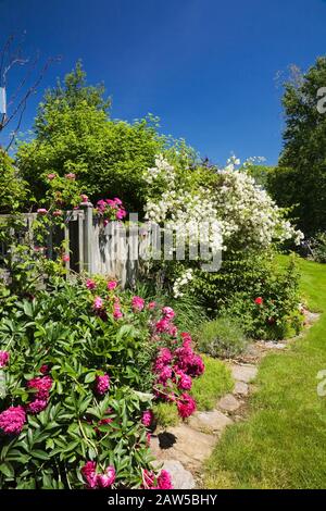 Pink Paeonia - pivoine, pétunia x hybrida ‘Violet Wave’ fleurs avec arbuste à fleurs blanches bordées par une vieille clôture en bois dans le jardin d'arrière-cour Banque D'Images