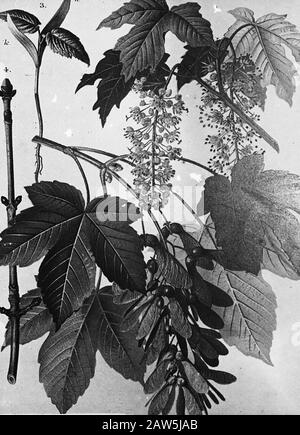 Feuillus, arbres, forêts, avenues, botanique, acer pseudoplatanus (érable sycamore) Date: Non daté mots clés: Arbres, forêts, botanique, avenues, feuillus Nom: Acer pseudoplatanus (sycamore) Banque D'Images