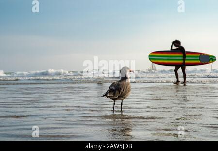 Un mouette sur une plage publique près de l'océan en regardant les baigneurs et les surfeurs Banque D'Images