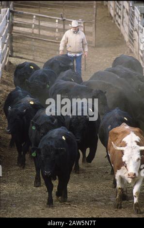 Amarillo, Texas : Stockyards au Texas Panhandle vend 300,000 têtes de bétail par an. ©Bob Daemmrich Banque D'Images