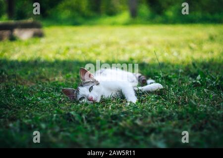 Chat mignon posé sur l'herbe Banque D'Images