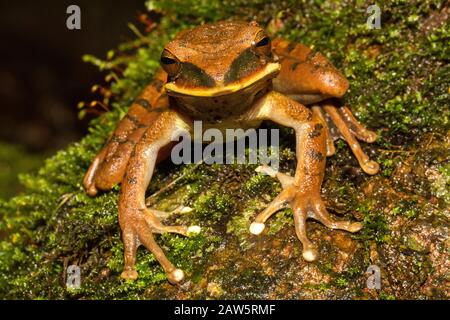 Grenouille Roquette Banque D'Images