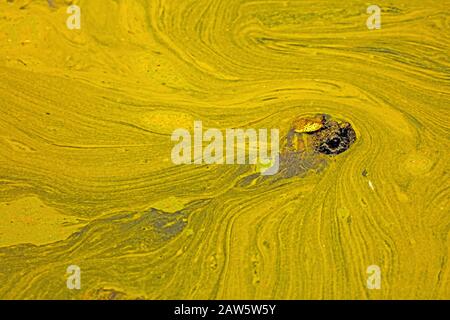 Tortue tachetée, Chelydra serpentina, et fleur d'algues, microcystine toxique bleu-vert algues, Maryland Banque D'Images