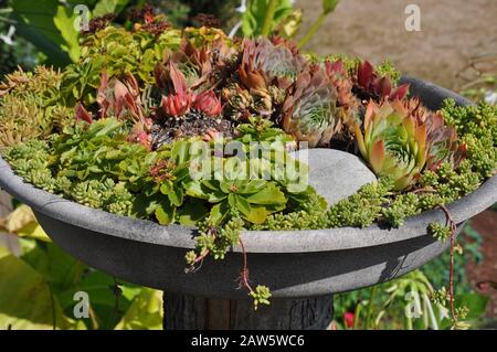 Jardinière pour bains d'oiseaux remplie de petites plantes de cactus Banque D'Images