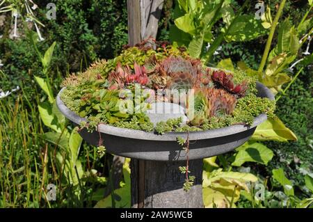 Jardinière pour bains d'oiseaux remplie de petites plantes de cactus Banque D'Images