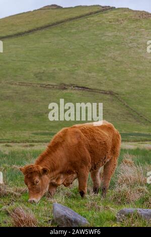 La vache brune mange de l'herbe devant une colline verte sur la péninsule d'Iveragh, comté de Kerry, Irlande, Europe Banque D'Images