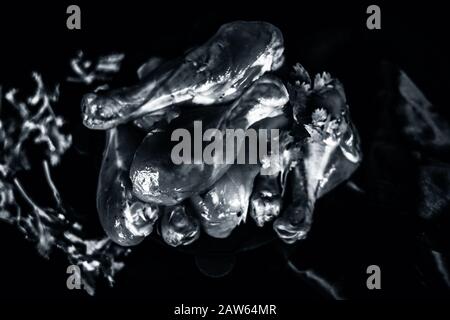 Pilons de poulet non lavés coupés à l'état brut dans une plaque d'acier isolée en noir avec du persil frais ou des feuilles de coriandre dessus. Gros plan horizontal sh Banque D'Images