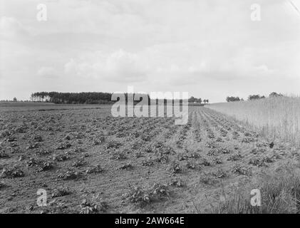 Exploitation minière, semis et récolte, agriculture Date: Non daté lieu: Oirschot mots clés: Agriculture, exploitation minière, semis et récolte Nom de l'établissement: NHM Banque D'Images