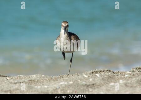 Debout sur une jambe. Banque D'Images