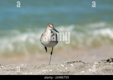 Oiseau debout sur une jambe. Banque D'Images