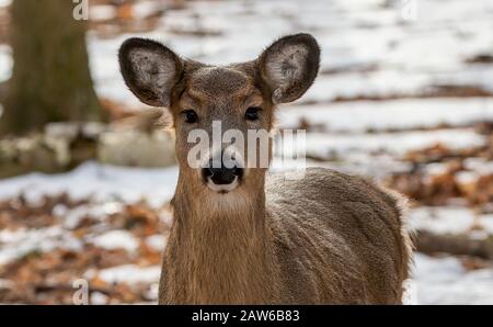 Cerf. Le cerf de Virginie, également connu comme le cerf de Virginie ou le cerf de Virginie en hiver sur la neige .State Park Wisconsin. Banque D'Images