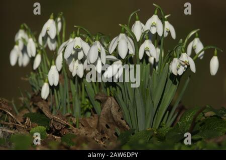 De superbes chutes de neige, Galanthus, qui poussent dans les bois en hiver au Royaume-Uni. Banque D'Images