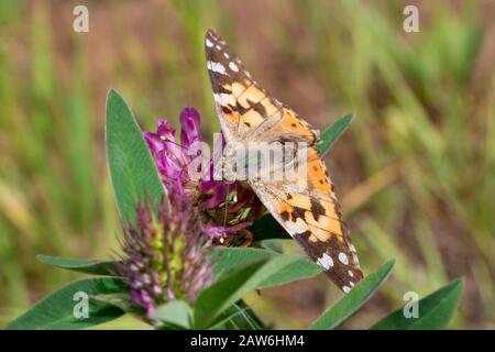 Belle vanessa cardui est assise sur une fleur de trèfle. Animaux dans la faune. Banque D'Images
