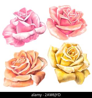 ensemble de roses fleuries avec illustration d'art peinte avec des aquarelles isolées sur fond blanc. Banque D'Images
