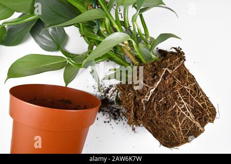 Rempotage de la plante montrant des racines dans le sol en forme de pot de fleur de la maison exotique à côté de pot en plastique vide sur fond blanc Banque D'Images