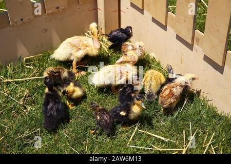 Les petites canettes, les poussins se sont rassemblés dans le coin de la cage en bois. Les canards étaient nichés parce qu'ils étaient très chauds. Canard brun Elloand Banque D'Images