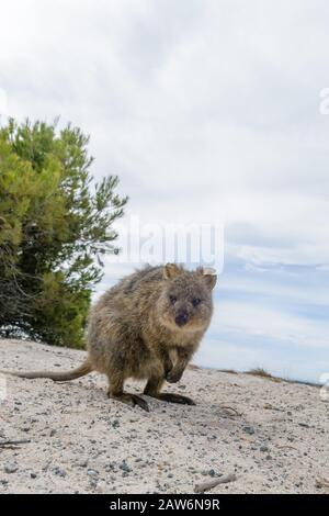 Une seule quokka approche de la caméra à la recherche d'un document et habituellement de l'eau pour boire. Banque D'Images