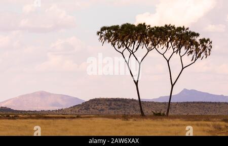 Silhouette d'arbre dans le paysage de coucher de soleil, Afrique Banque D'Images