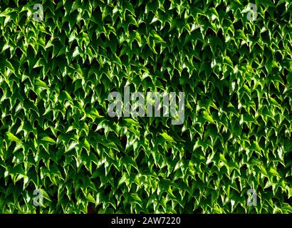 Feuilles cireuses vert dense de Boston Ivy avec un feuillage dense en lumière vive. Réflexions blanches. Image de fond. Fraîcheur et concept extérieur. Nature. Banque D'Images