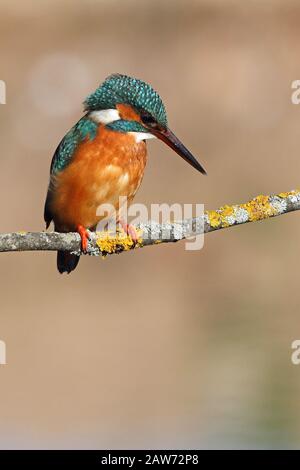 Femme adulte de kingfisher commun avec les dernières lumières de la journée, oiseaux, Alcedo Atthis Banque D'Images