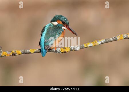 Femme adulte de kingfisher commun avec les dernières lumières de la journée, oiseaux, Alcedo Atthis Banque D'Images