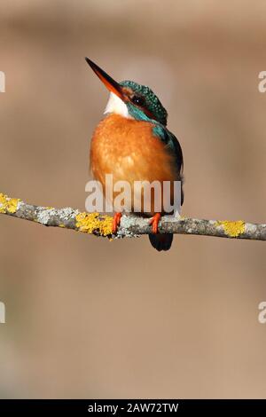 Femme adulte de kingfisher commun avec les dernières lumières de la journée, oiseaux, Alcedo Atthis Banque D'Images