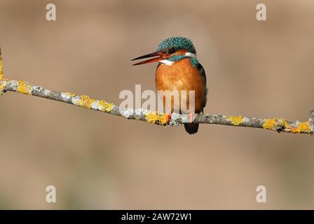 Femme adulte de kingfisher commun avec les dernières lumières de la journée, oiseaux, Alcedo Atthis Banque D'Images