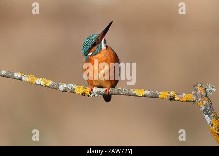 Femme adulte de kingfisher commun avec les dernières lumières de la journée, oiseaux, Alcedo Atthis Banque D'Images