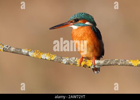 Femme adulte de kingfisher commun avec les dernières lumières de la journée, oiseaux, Alcedo Atthis Banque D'Images