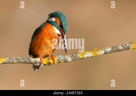 Femme adulte de kingfisher commun avec les dernières lumières de la journée, oiseaux, Alcedo Atthis Banque D'Images