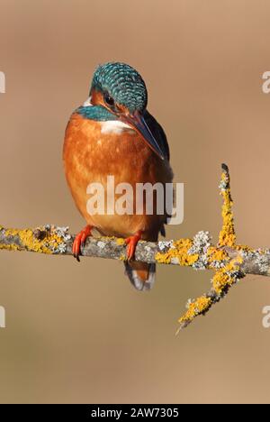 Femme adulte de kingfisher commun avec les dernières lumières de la journée, oiseaux, Alcedo Atthis Banque D'Images