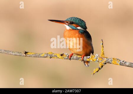 Femme adulte de kingfisher commun avec les dernières lumières de la journée, oiseaux, Alcedo Atthis Banque D'Images