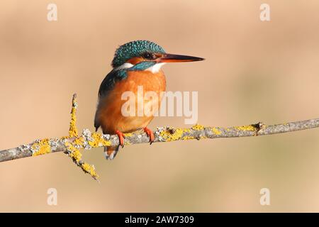 Femme adulte de kingfisher commun avec les dernières lumières de la journée, oiseaux, Alcedo Atthis Banque D'Images