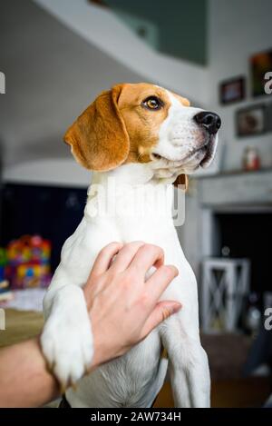 Propriétaire animal de compagnie un chien de beagle. Rayures sur la poitrine du chien. Banque D'Images