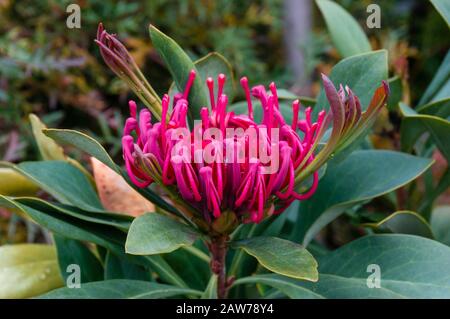 Gros plan de fleurs de la waratah rouge vif en fleurs. Télope de fleur de brousse indigène australienne Banque D'Images