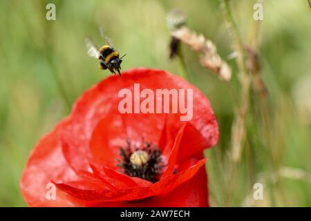 Bourdon sur poppy Banque D'Images
