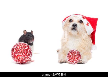 Chien et rat dans chapeau de Noël sur fond blanc, nouvelle année et concept de Noël Banque D'Images